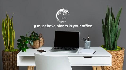 9 Must Have Plants in your Office