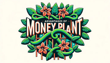 Money Plant Advantages