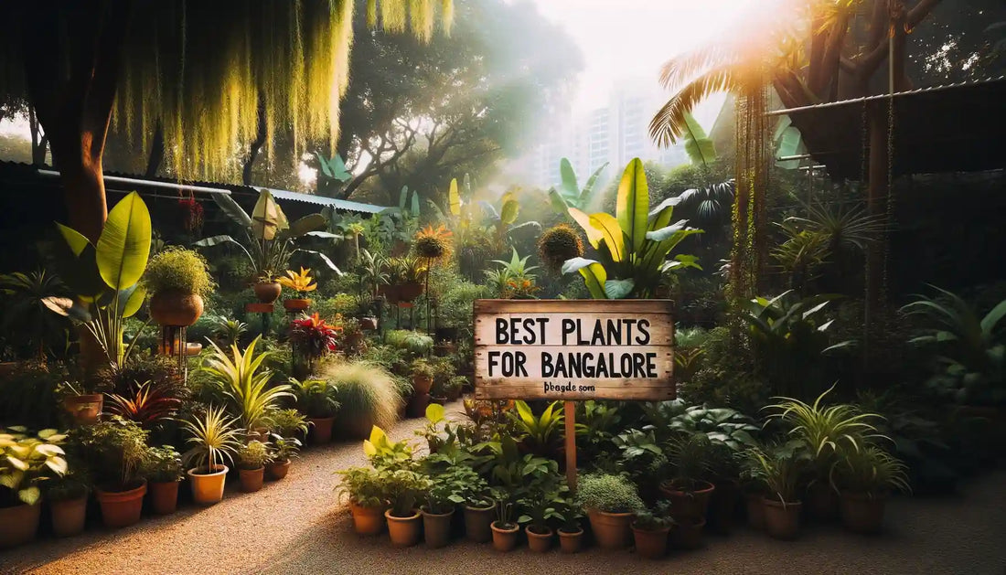 Which Plants are Best for Bangalore?