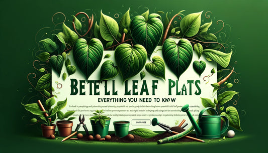 Betel Leaf Plants: A Complete Guide to Growing and Caring for Them