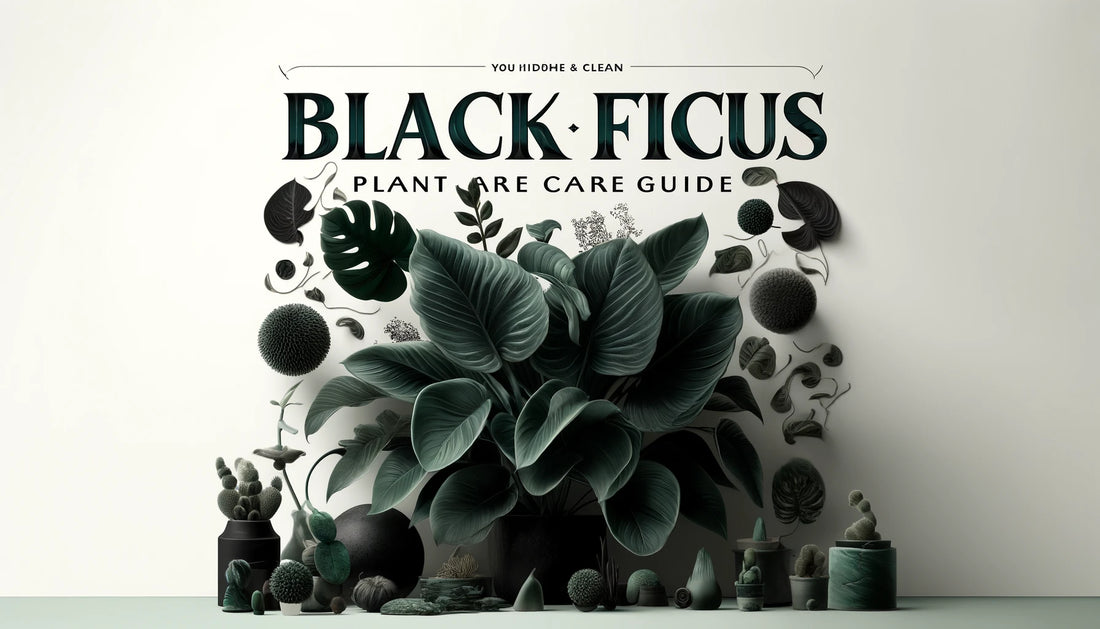 Black Ficus Plant Care Guide