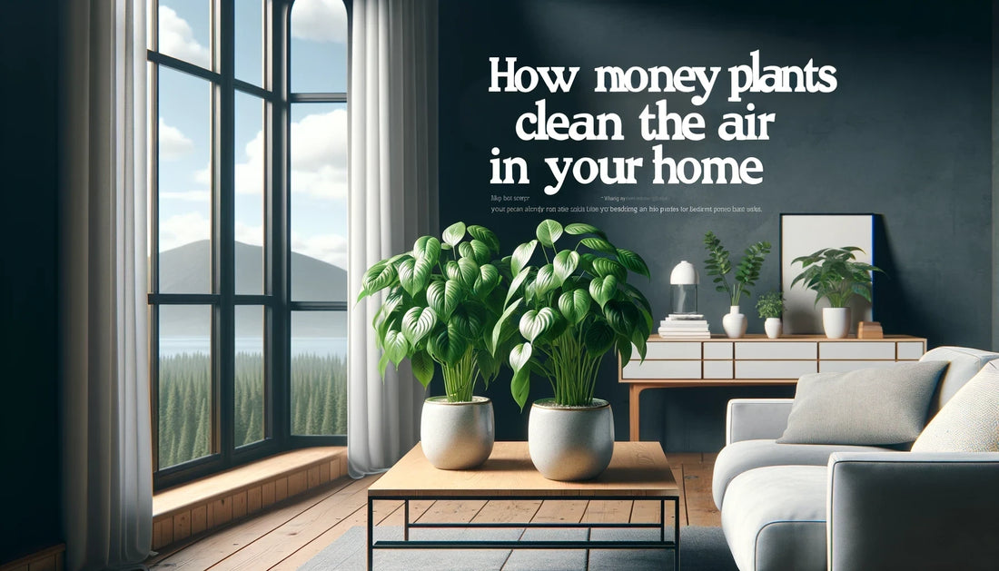 How Money Plants Clean the Air in Your Home