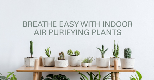 Plants that Purify: Discover the 12 Best Air Purifying Plants for Your Home