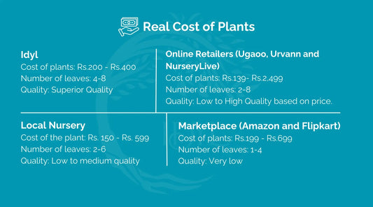 Cost of Snake plant? Money plant cost? What is the real cost of a plant?