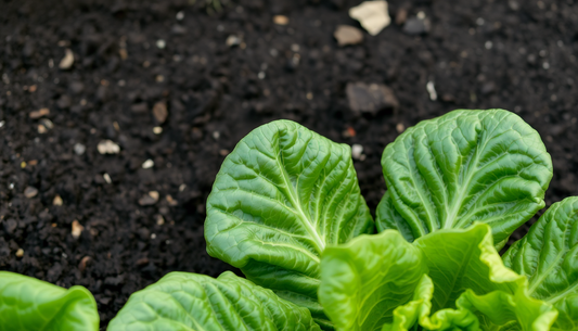 Why Are My Lettuce Leaves Curling?