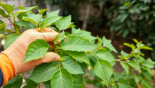 Identifying and Treating Common Diseases in Curry Leaf Plants