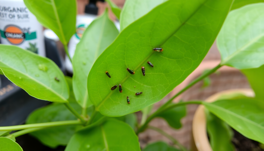 Curry Leaf Plant Pests: Identification and Control