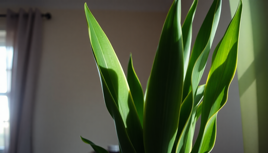 Thriving in the Shadows: A Guide to Caring for Snake Plants in Low Light