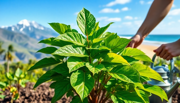 Mastering the Art of Growing Curry Leaves in Any Climate