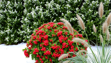 Brighten Up Your Winter Garden: Top Ornamental Plants for Year-Round Interest