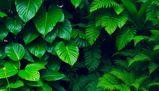 Embrace the Lush: 10 Indoor Plants That Thrive in Humid Environments