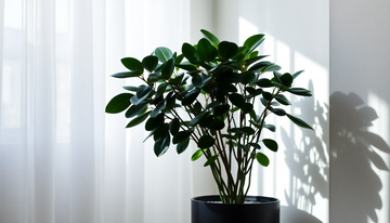 Thriving in the Shadows: A Guide to Caring for ZZ Plants in Low Light