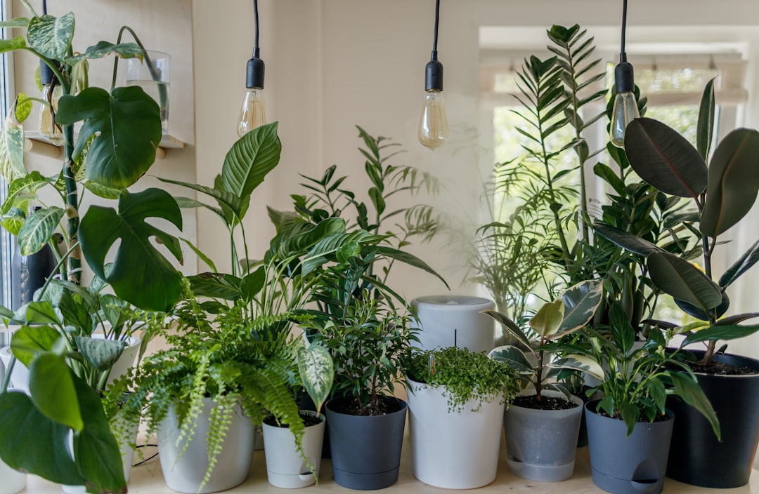 Creating a Plant-Friendly Environment: Tips for the Green Thumb