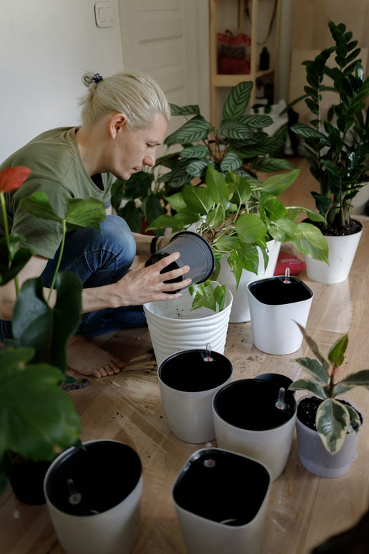 Enhance Your Indoor Oasis: A Comprehensive Guide to Creating a Plant Care Routine