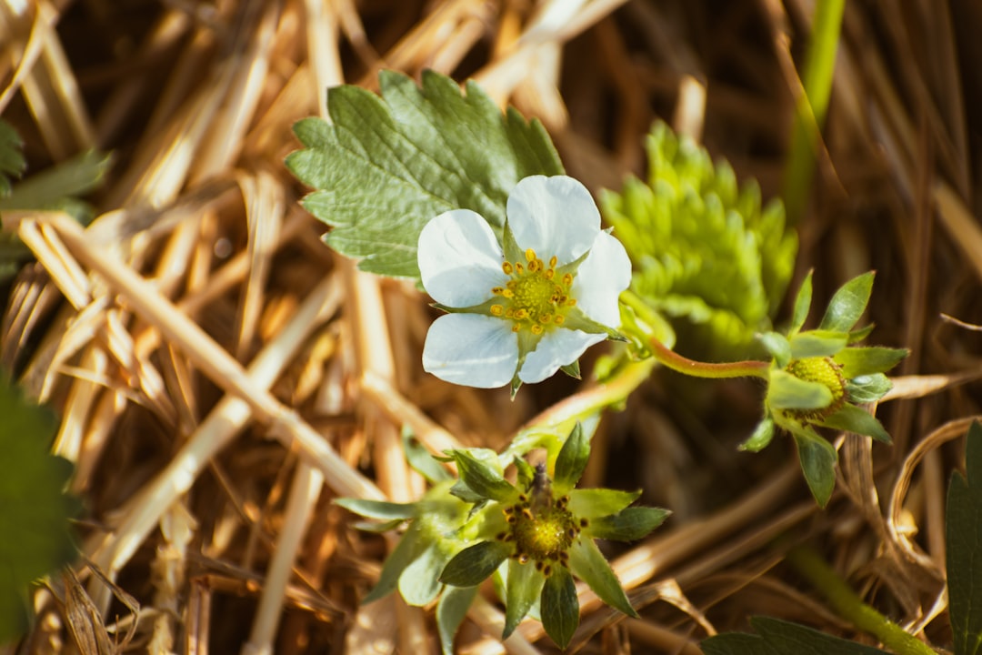 Unlock the Secrets of Nature: A Beginner’s Guide to Organic Gardening Techniques