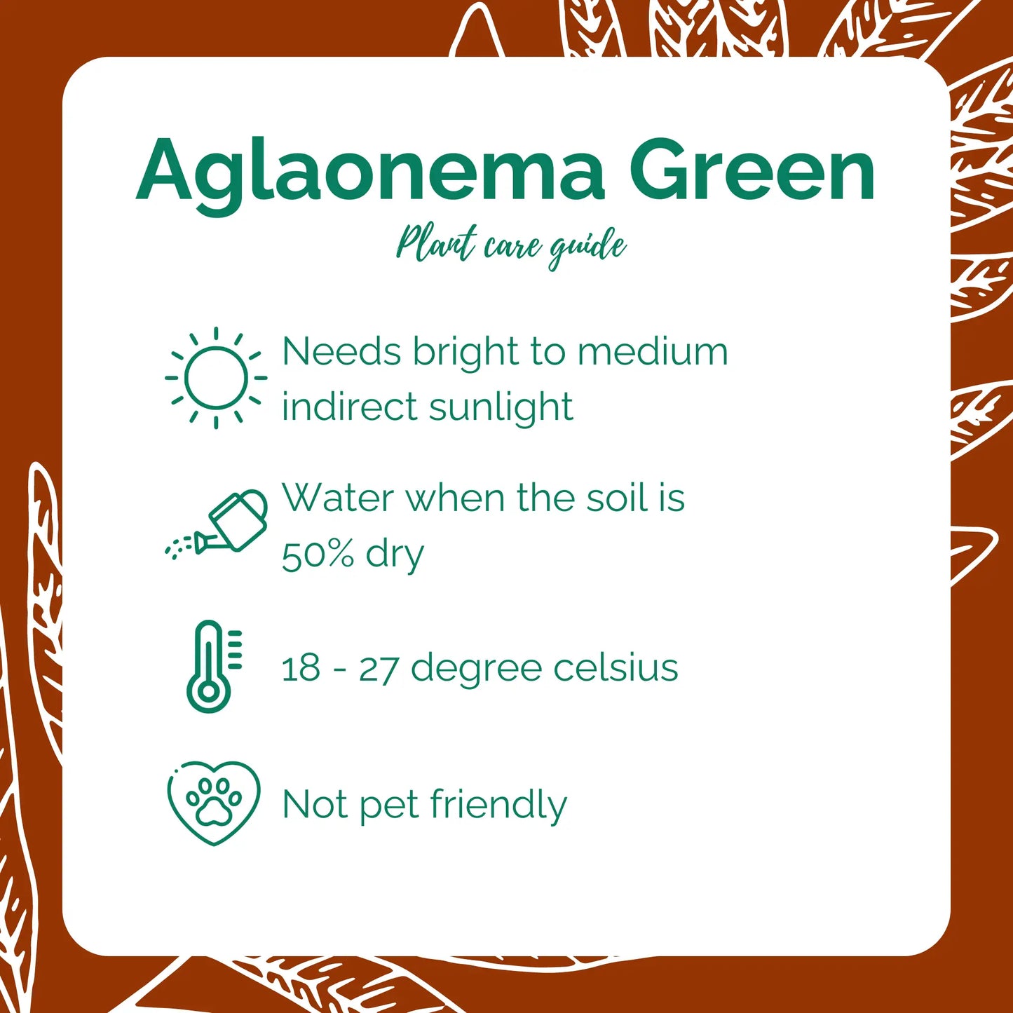 Aglaonema Green