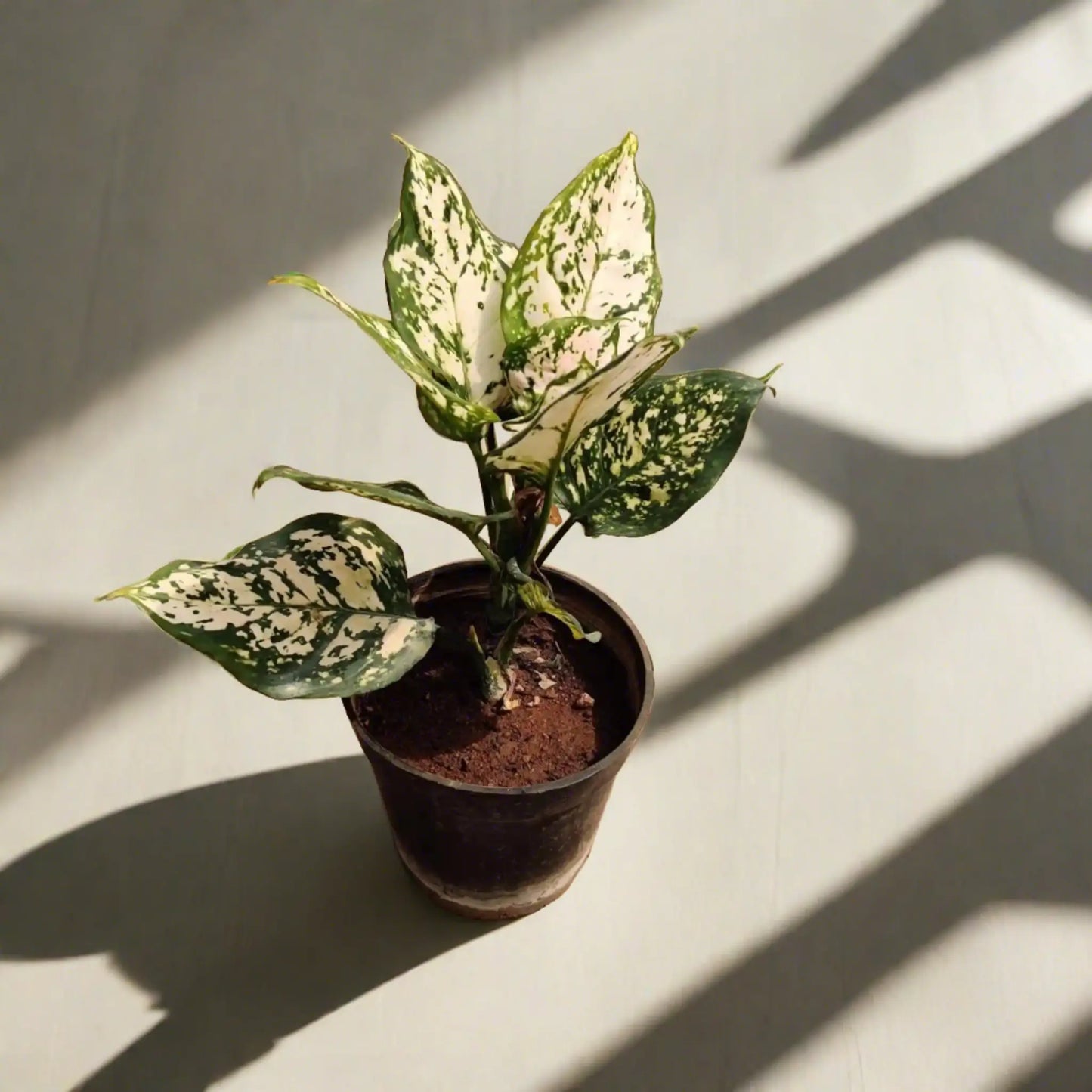 Aglaonema Green