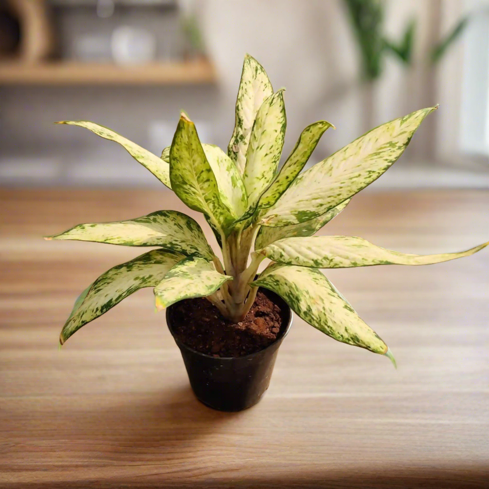 Buy Aglaonema Starlight | Indoor Plant | Idyl