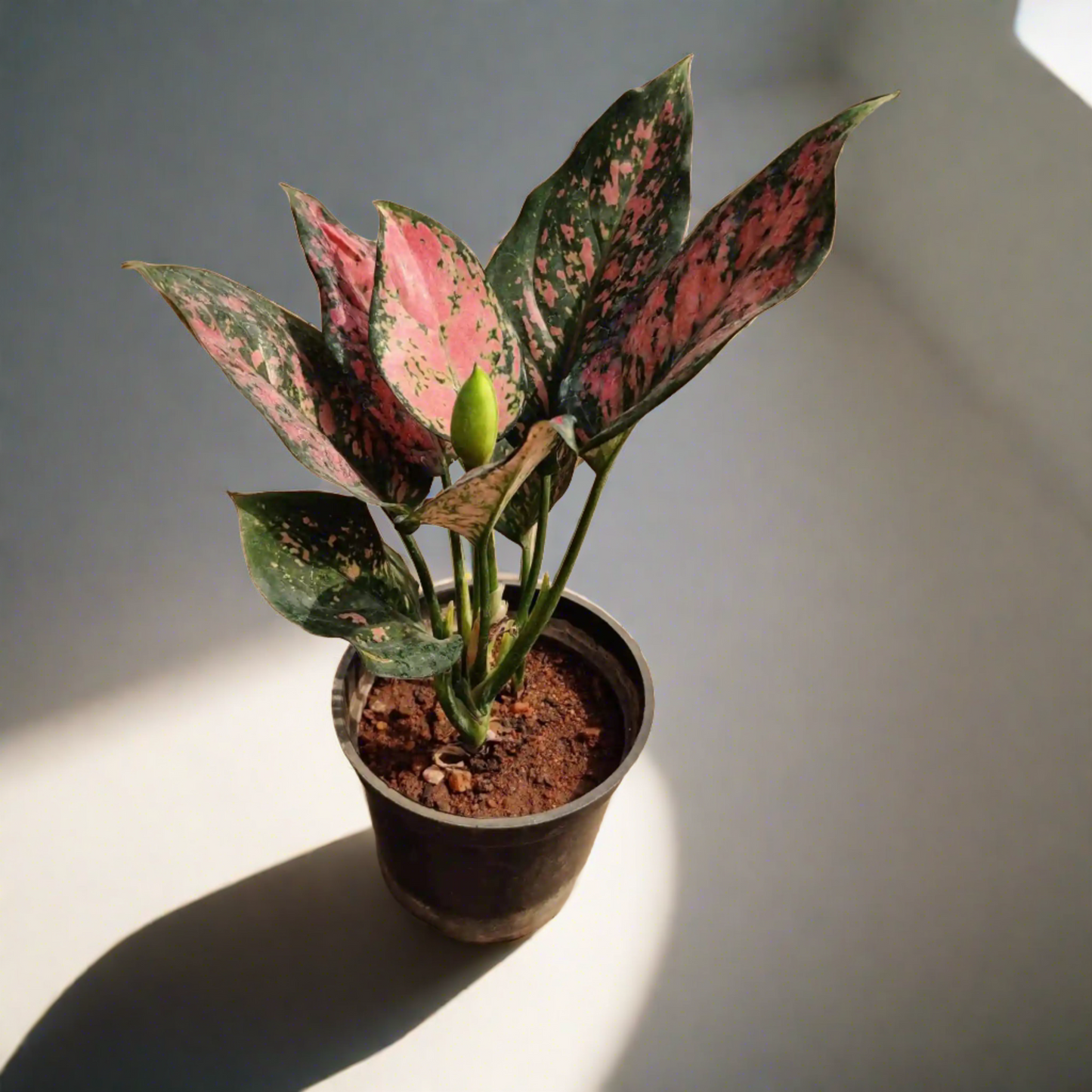 Aglaonema Pink Beauty