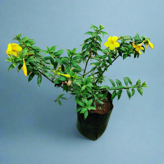 Buy Almanda Yellow Plant From Idyl