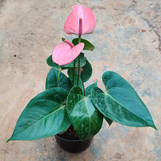 Anthurium Pink - 5 inch nursery pot