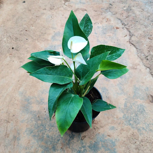 Anthurium White - 5 inch nursery pot