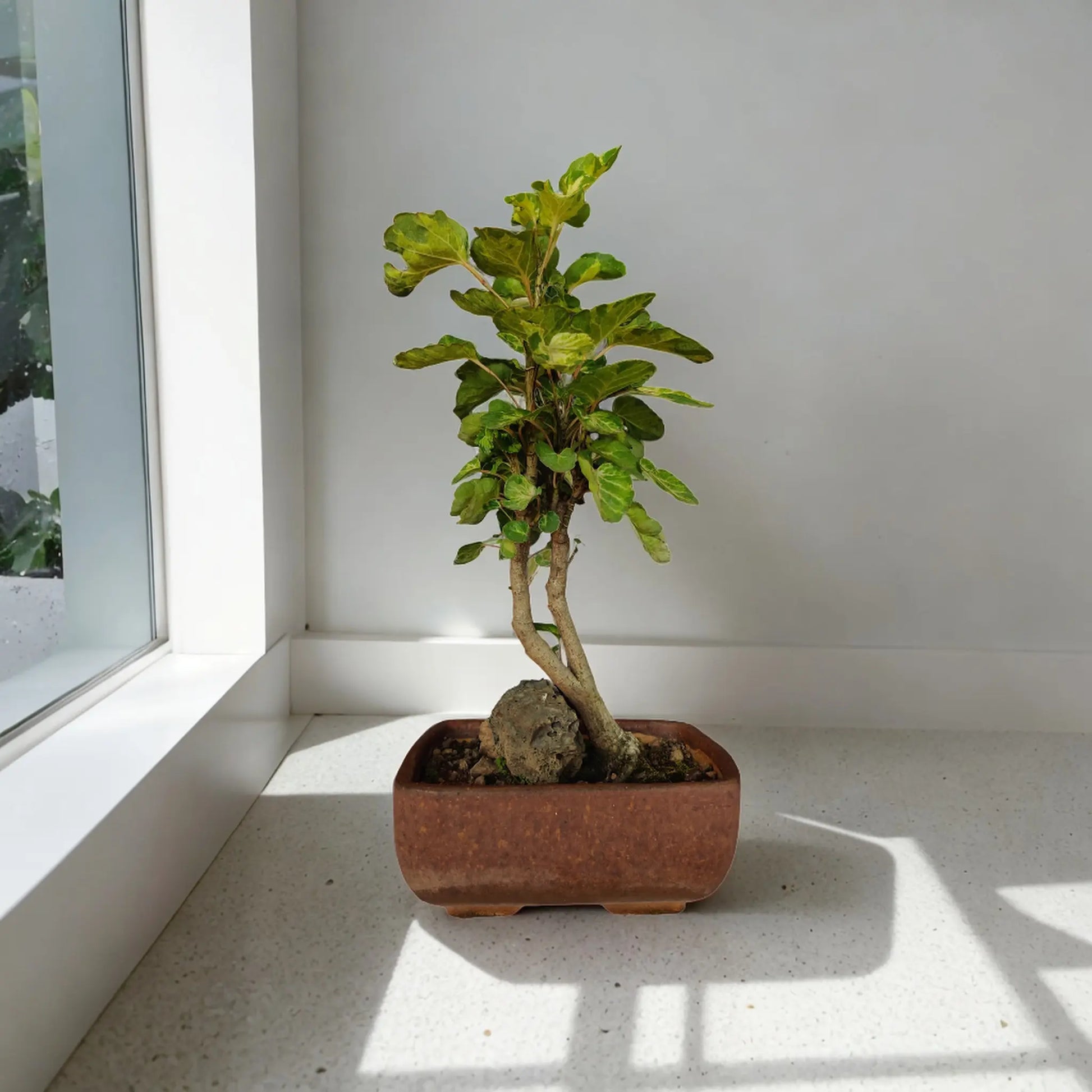 Buy Aralia from Idyl Online. Premium Bonsai.