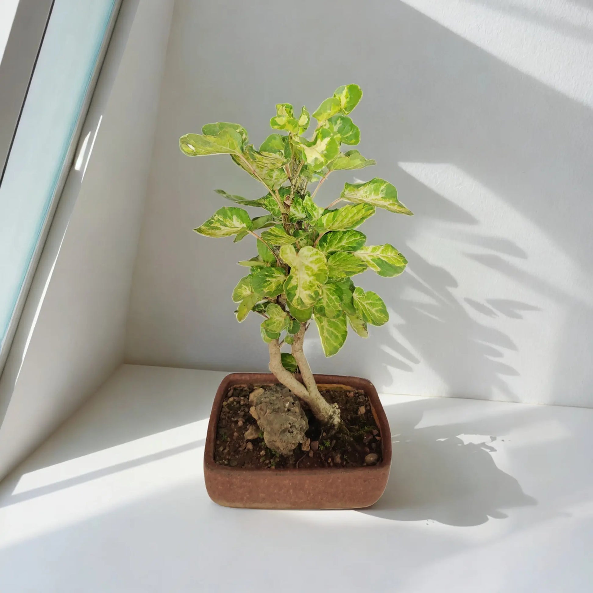 Buy Aralia from Idyl Online. Premium Bonsai.