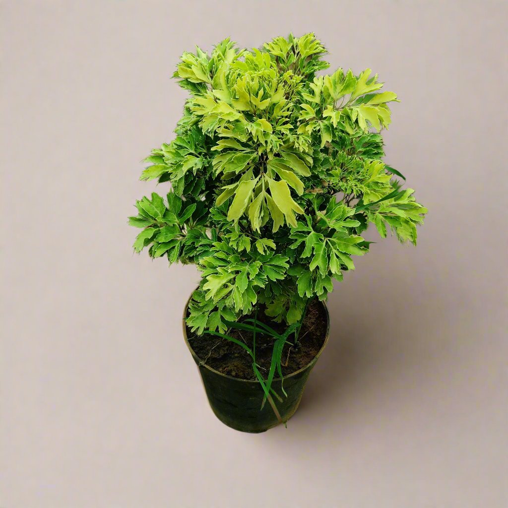 Buy Aralia Green Plant Online