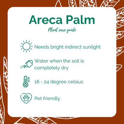 Areca Palm