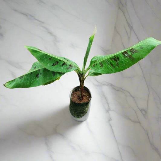 Buy Banana Plant Online