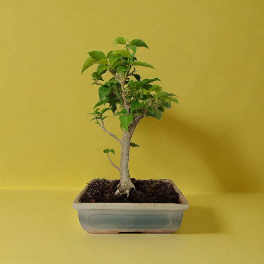 Buy Bodhi from Idyl Online. Premium Bonsai.