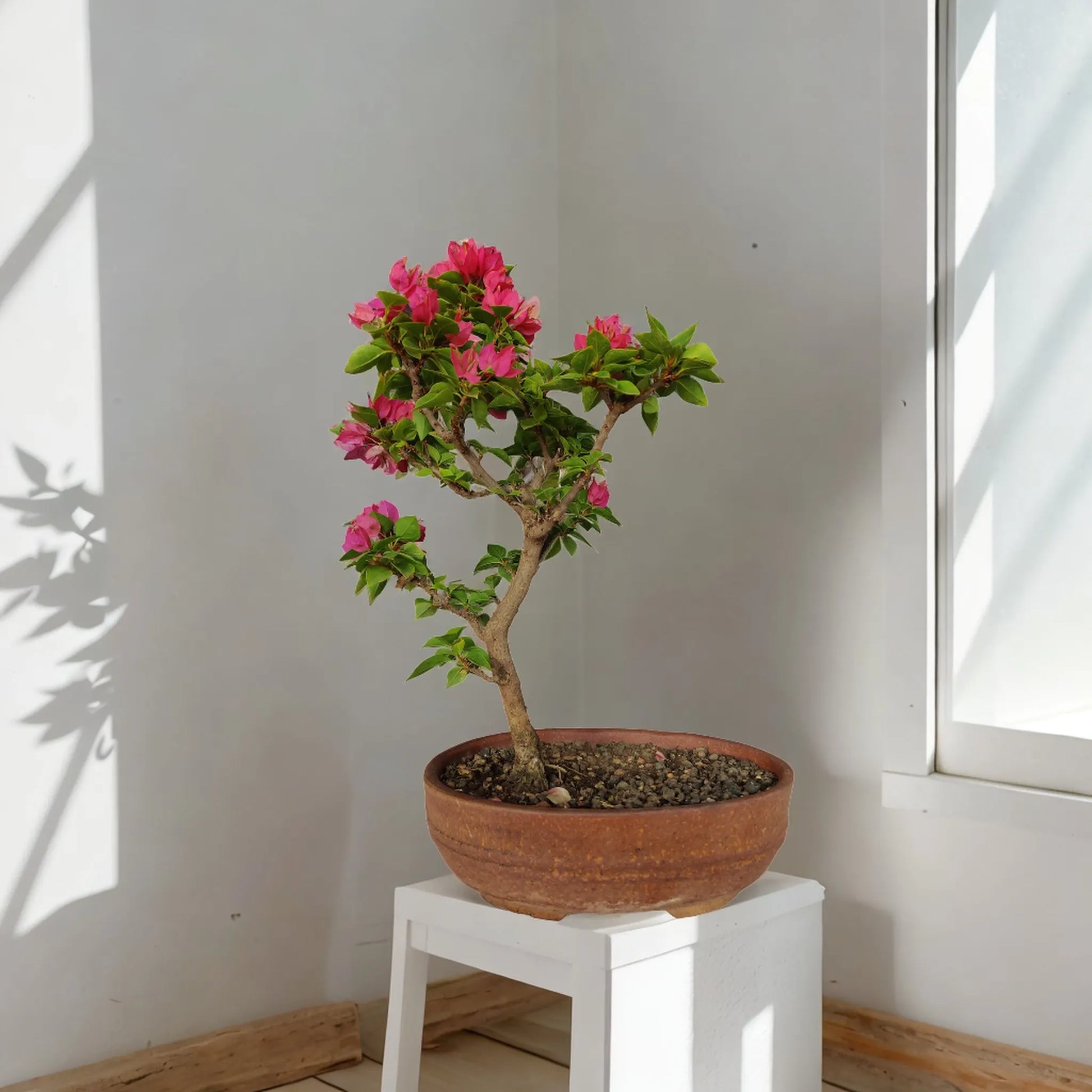 Buy Bougainvillea from Idyl Online. Premium Bonsai.