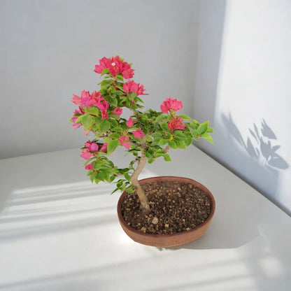 Buy Bougainvillea from Idyl Online. Premium Bonsai.