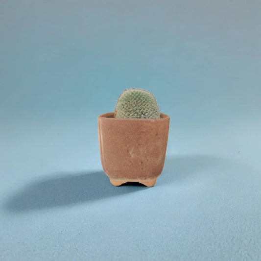 Buy Cactus from Idyl Online. Premium Cactus.