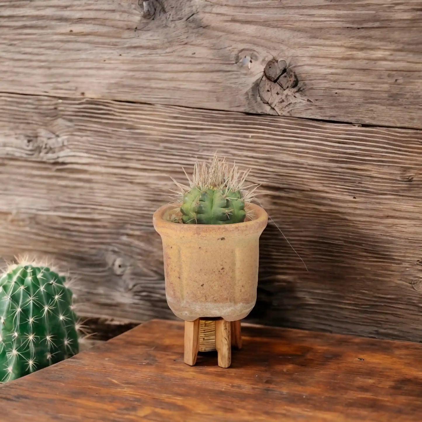 Buy Cactus from Idyl Online. Premium Cactus.