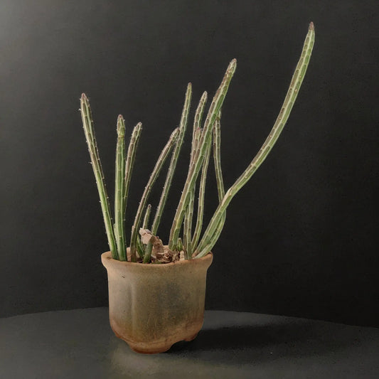 Buy Cactus from Idyl Online. Premium Cactus.