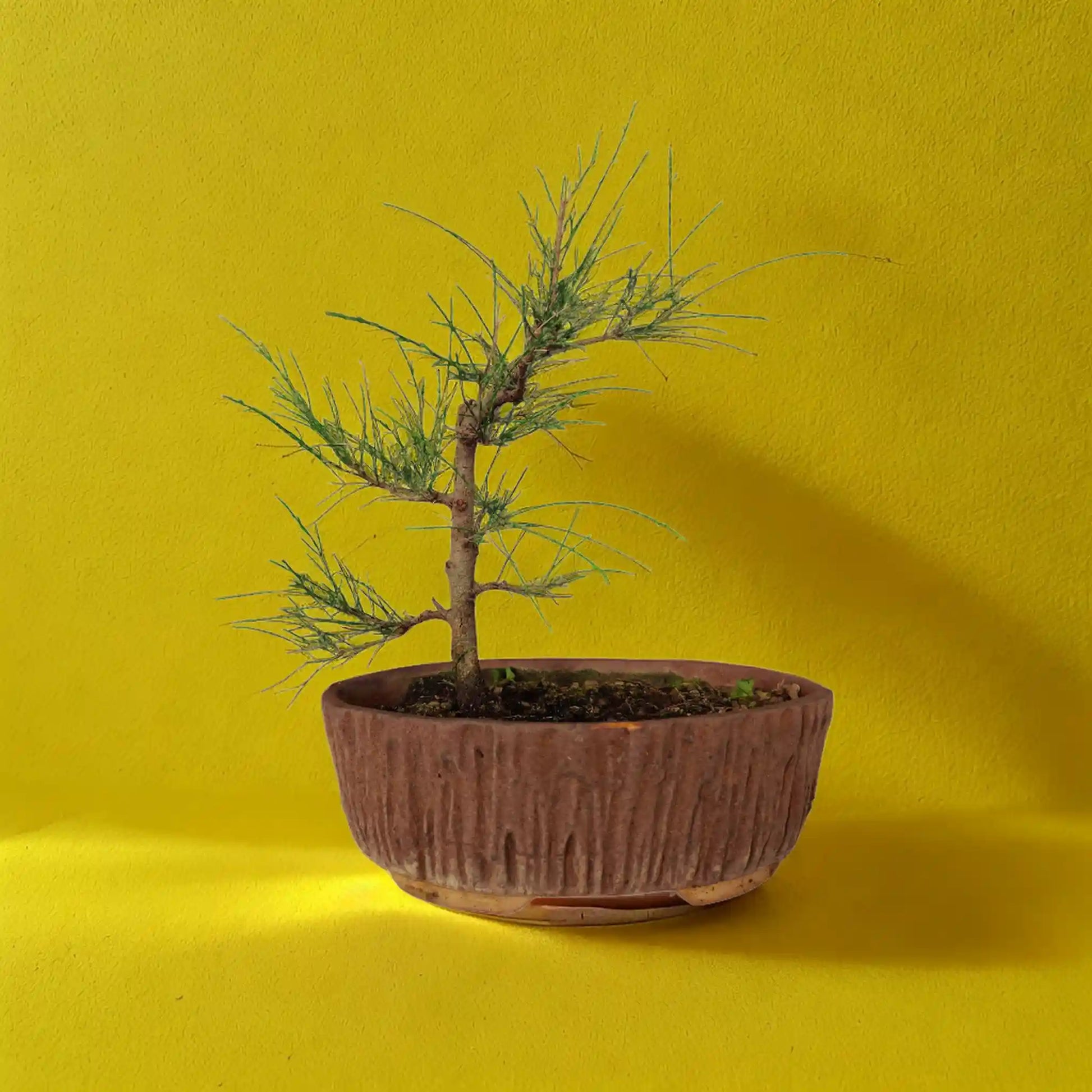 Buy Casuarina from Idyl Online. Premium Bonsai.