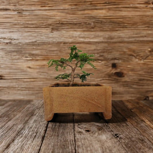 Buy Chinese Pepper from Idyl Online. Premium Bonsai.