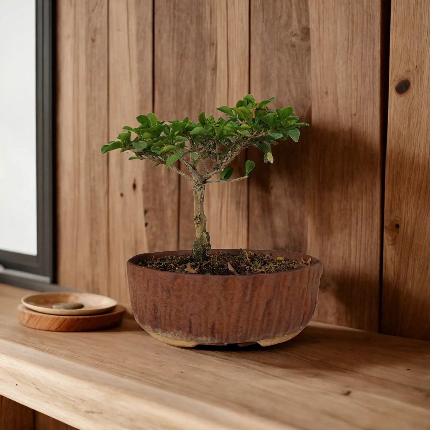 Buy Duranta from Idyl Online. Premium Bonsai.