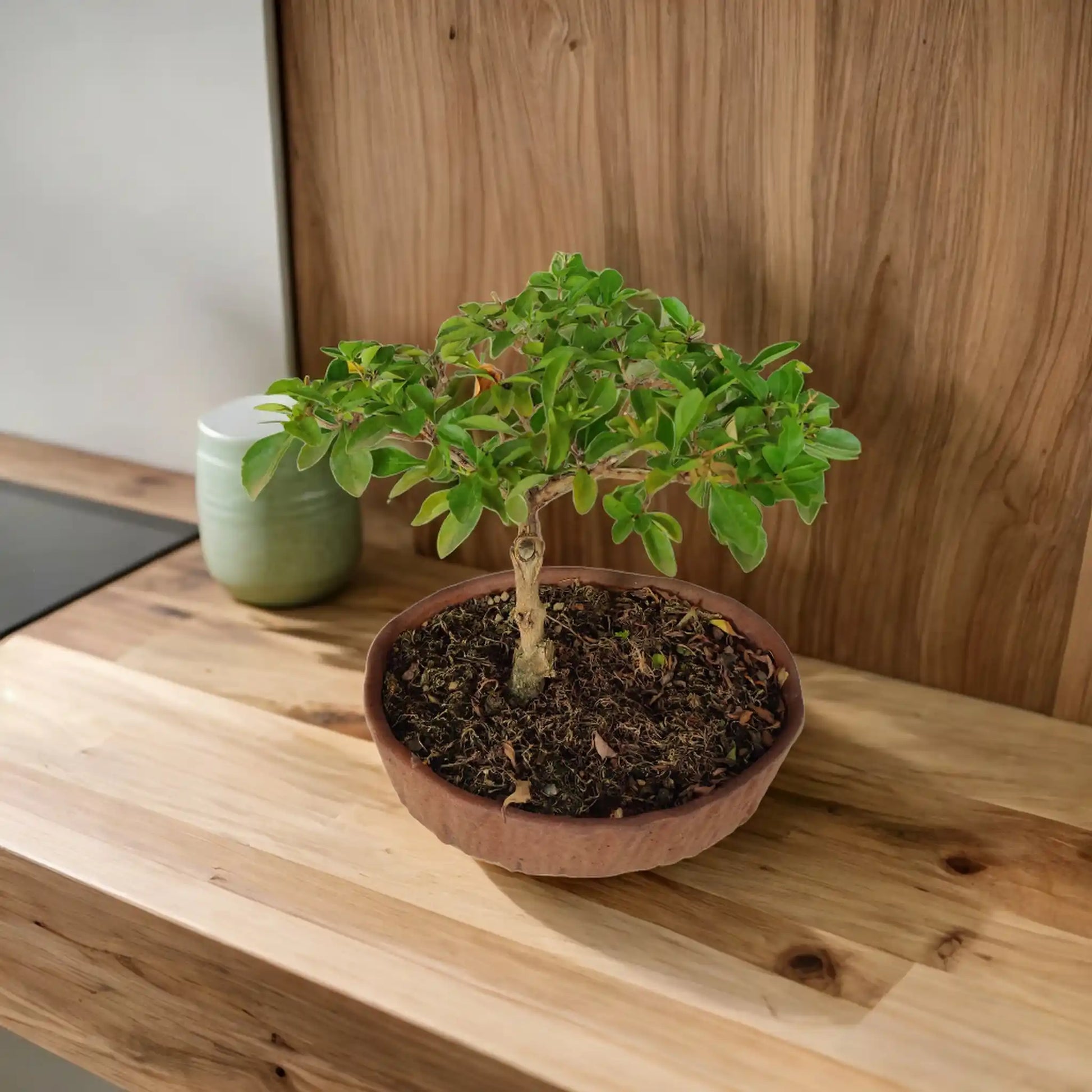 Buy Duranta from Idyl Online. Premium Bonsai.