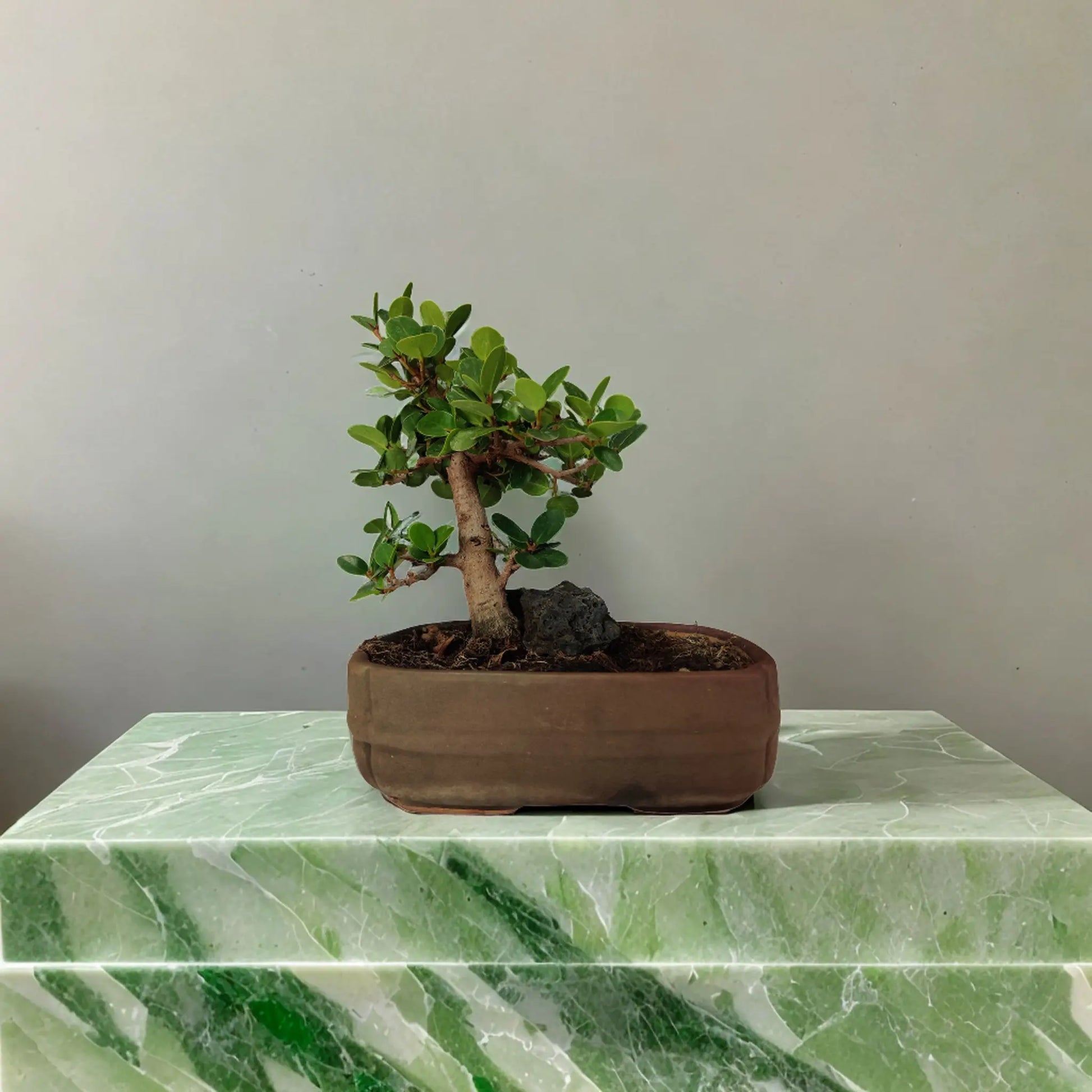 Buy Ficus Bonsai from Idyl Online. Premium Bonsai.