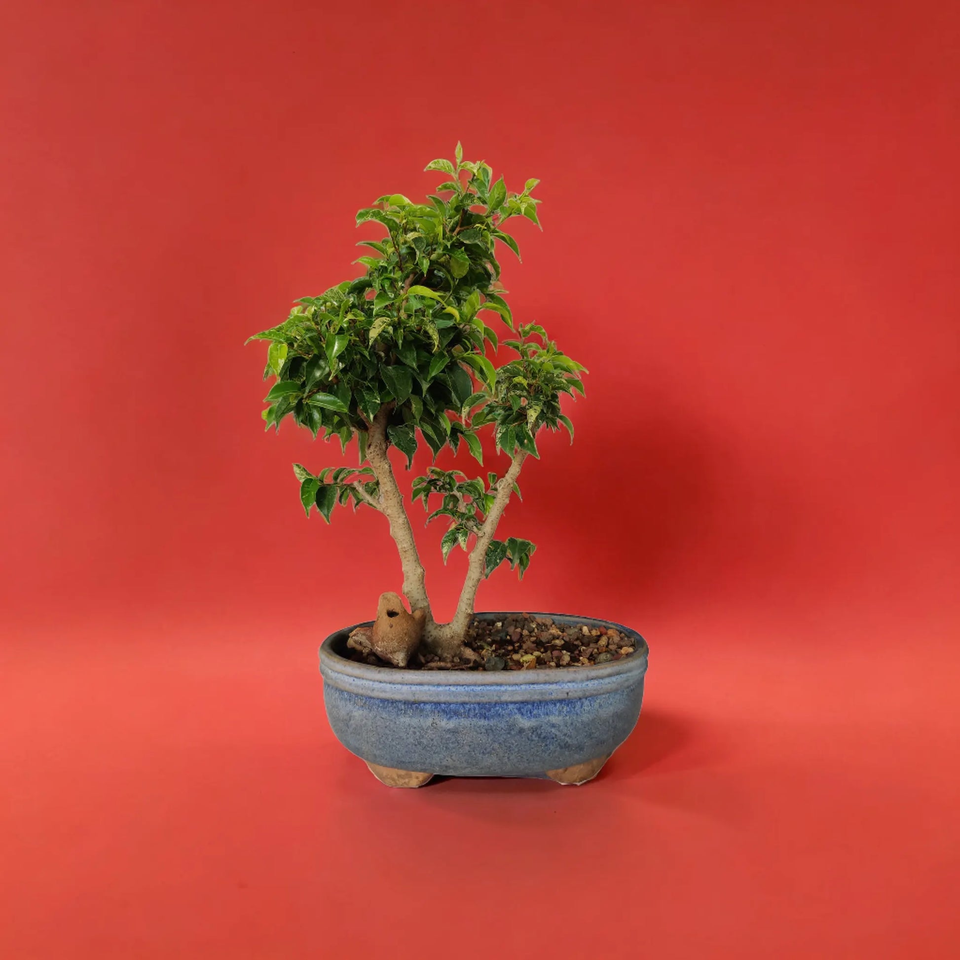 Buy Ficus Bonsai from Idyl Online. Premium Bonsai.