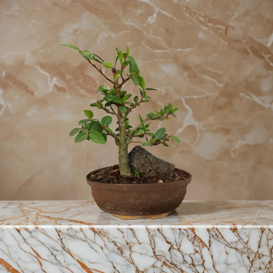 Buy Ficus Gular from Idyl Online. Premium Bonsai.