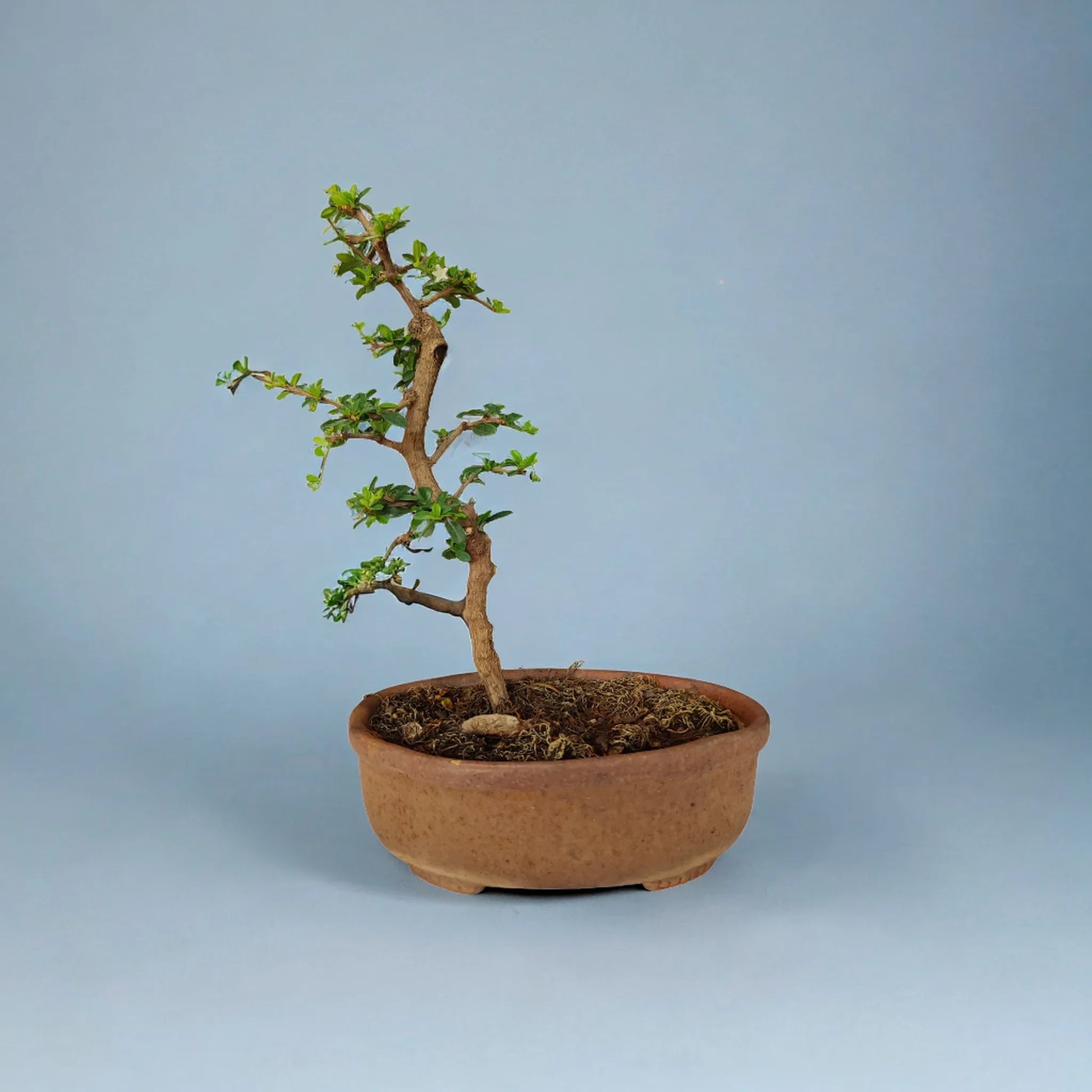 Buy Fukien Tea Bonsai from Idyl Online. Premium Bonsai.