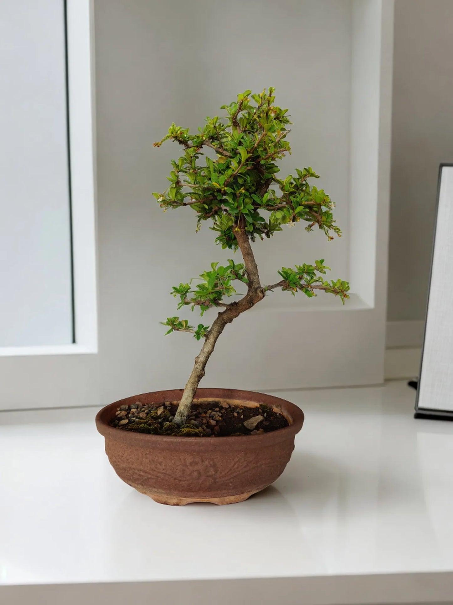 Buy Fukien Tea Bonsai from Idyl Online. Premium Bonsai.