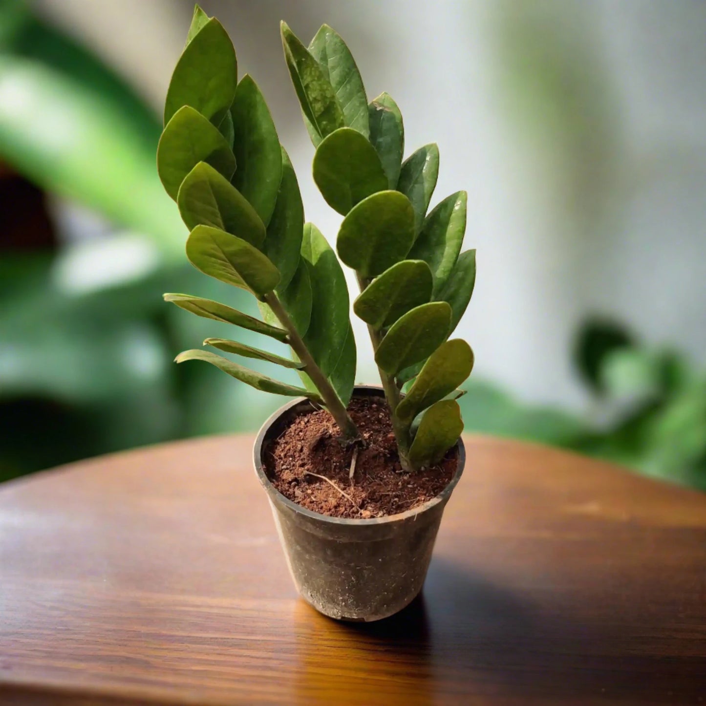 Buy Green Zamia Online | Affordable Plants | Idyl