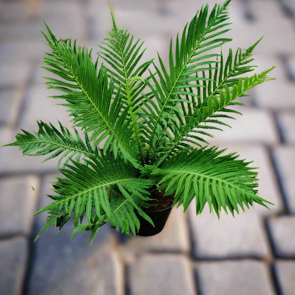 Buy Green Fern Plant Online