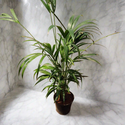 Areca Palm