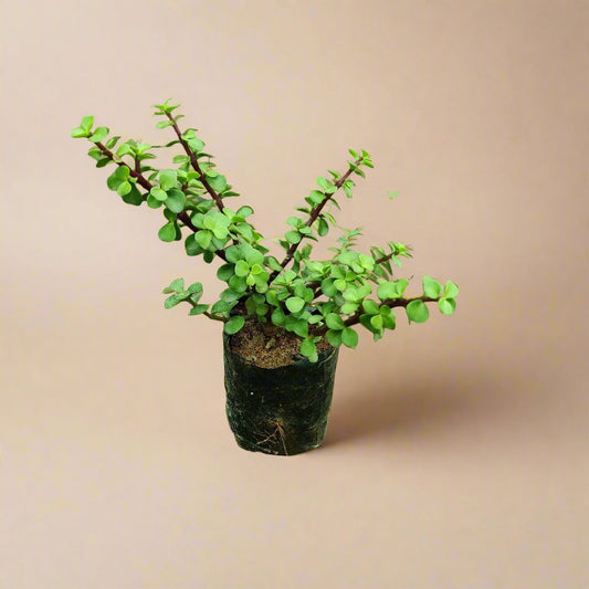 Buy Jade Plant From Idyl